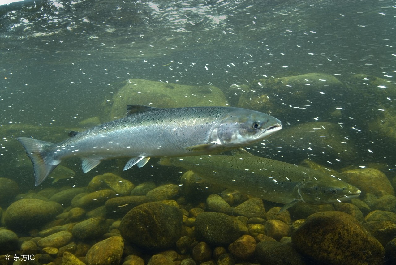 幼童喂活蝌蚪,家长给孩子喂活蝌蚪