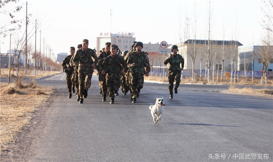 编外“战士”叫“熊猫”