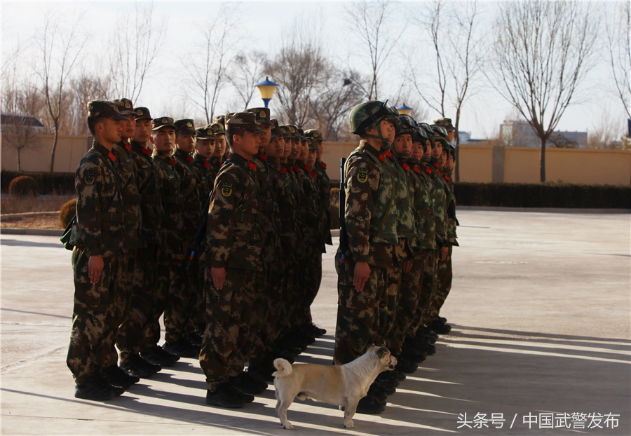 编外“战士”叫“熊猫”