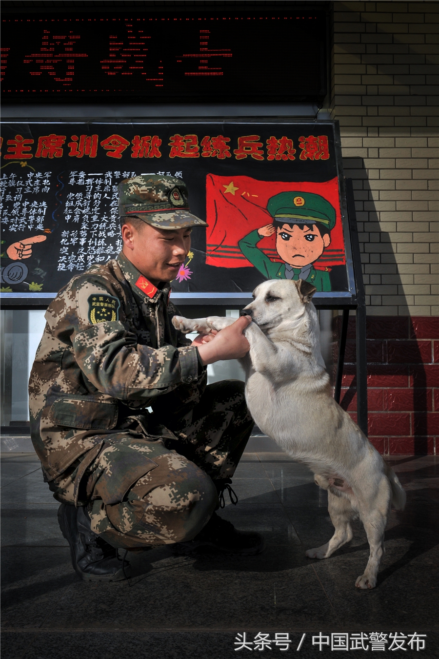 编外“战士”叫“熊猫”