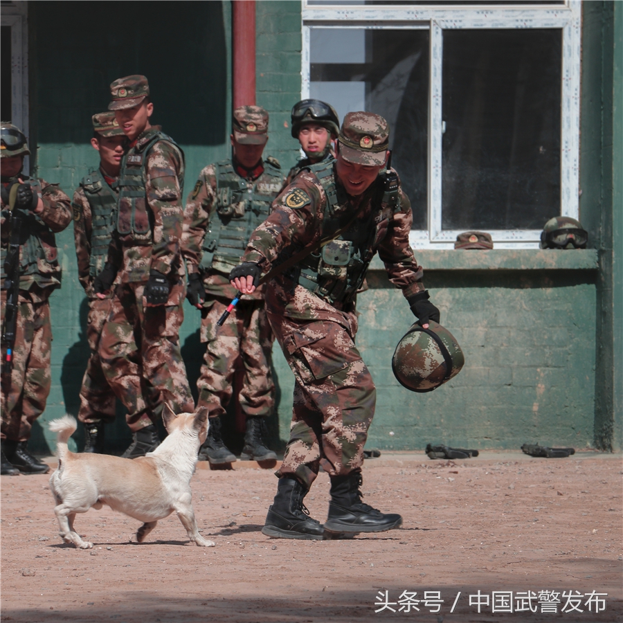 编外“战士”叫“熊猫”