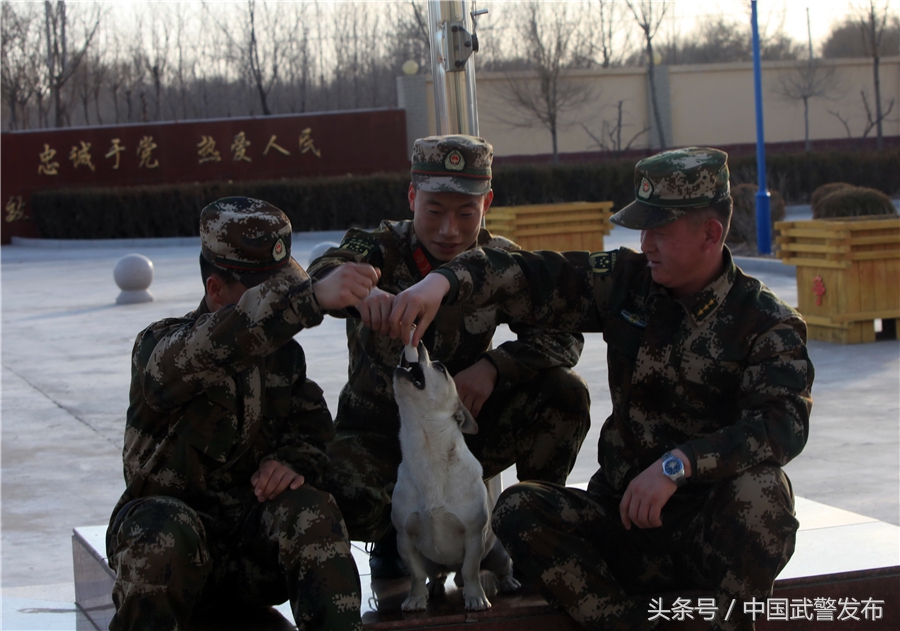 编外“战士”叫“熊猫”