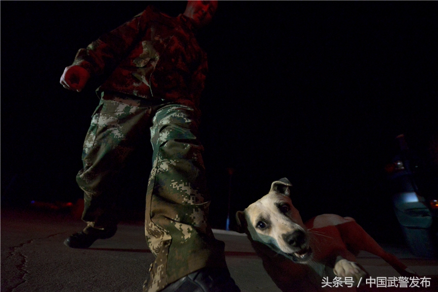 编外“战士”叫“熊猫”