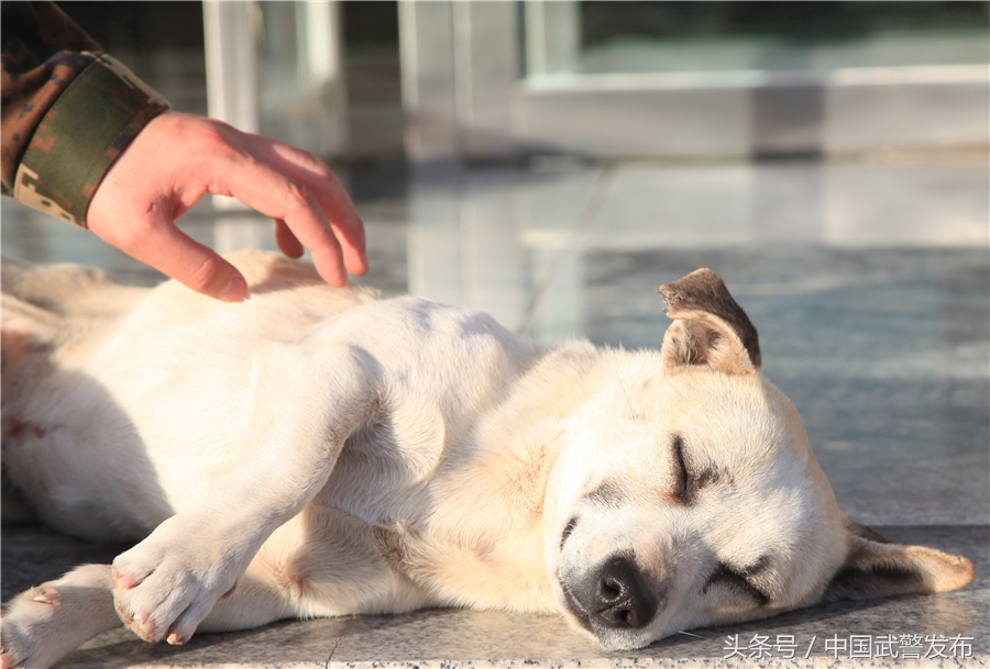 编外“战士”叫“熊猫”
