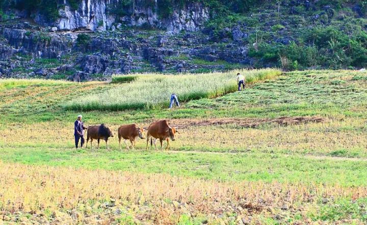 广西最美花海在哪里,广西小众美丽村庄