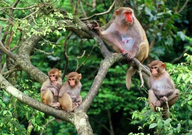 广西最美花海在哪里,广西小众美丽村庄