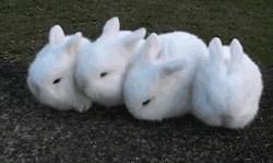 家常兔肉最好简单的做法,大厨炖兔肉的家常做法