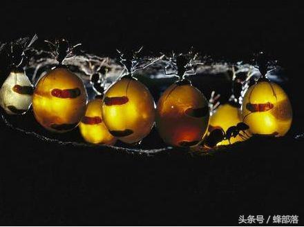 不敢相信蜂蜜？吃蚂蚁蜜吧，蜜色五颜六色、看着口水就来