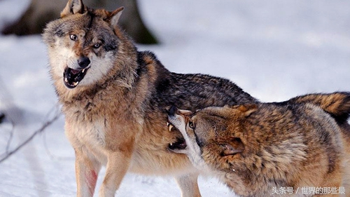 非洲二哥与狼单挑，谁的胜算比较大？鬣狗完虐灰狼吗？
