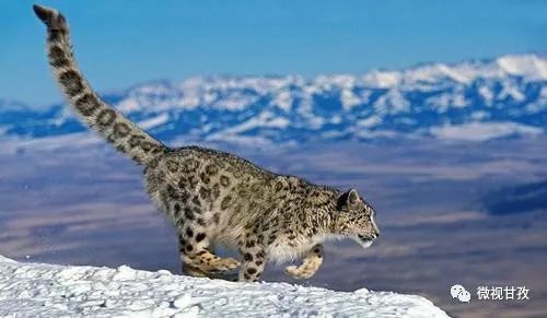 四川省新龙县有哪些猫科动物,新龙县猫