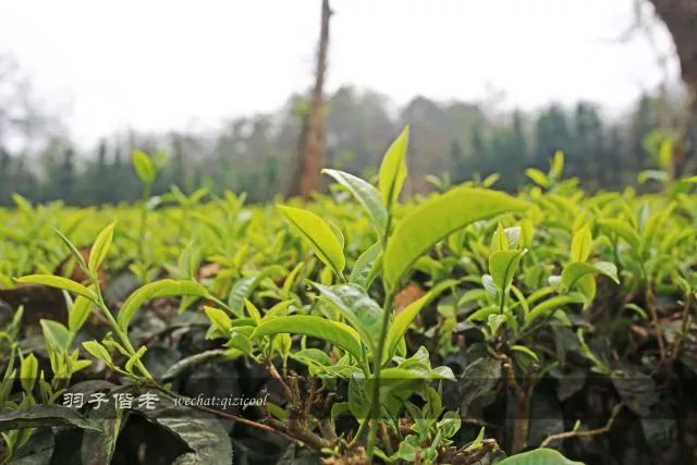 沧源,云南一个神秘的地方