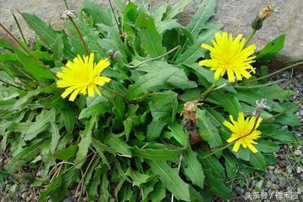 农村大妈偏方大全,一招解决上火的小偏方