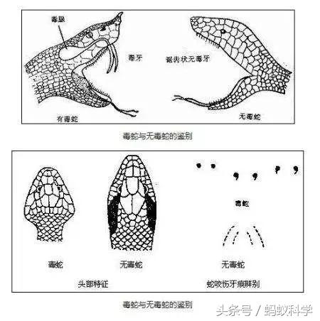 被毒蛇咬了怎么办用什么中药,被毒蛇咬了之后该怎么办原视频