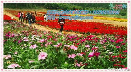 我知道的风俗清明节,真的有人知道清明节吗