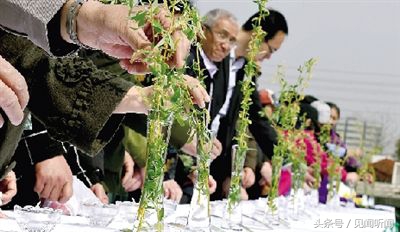 我知道的风俗清明节,真的有人知道清明节吗