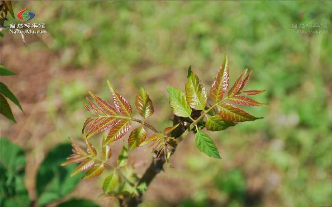 清明野菜事件,野菜受热捧专家食用野菜需谨慎