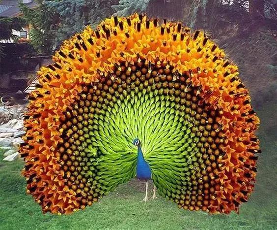 罕见，罕见，太罕见了，99%的人都没见过，忍不住发给你看看！