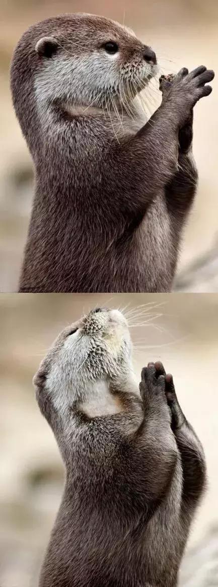 罕见，罕见，太罕见了，99%的人都没见过，忍不住发给你看看！