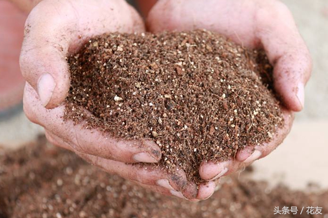 营养土推荐种什么,营养土的成分有哪些
