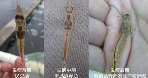 对虾养殖白便分析与处理,对虾肠炎的防治方法