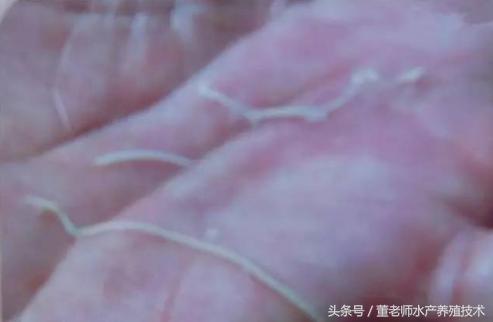 对虾养殖白便分析与处理,对虾肠炎的防治方法