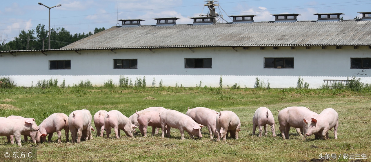 白杜洛克猪是怎样培育的,杜洛克猪养殖最佳办法