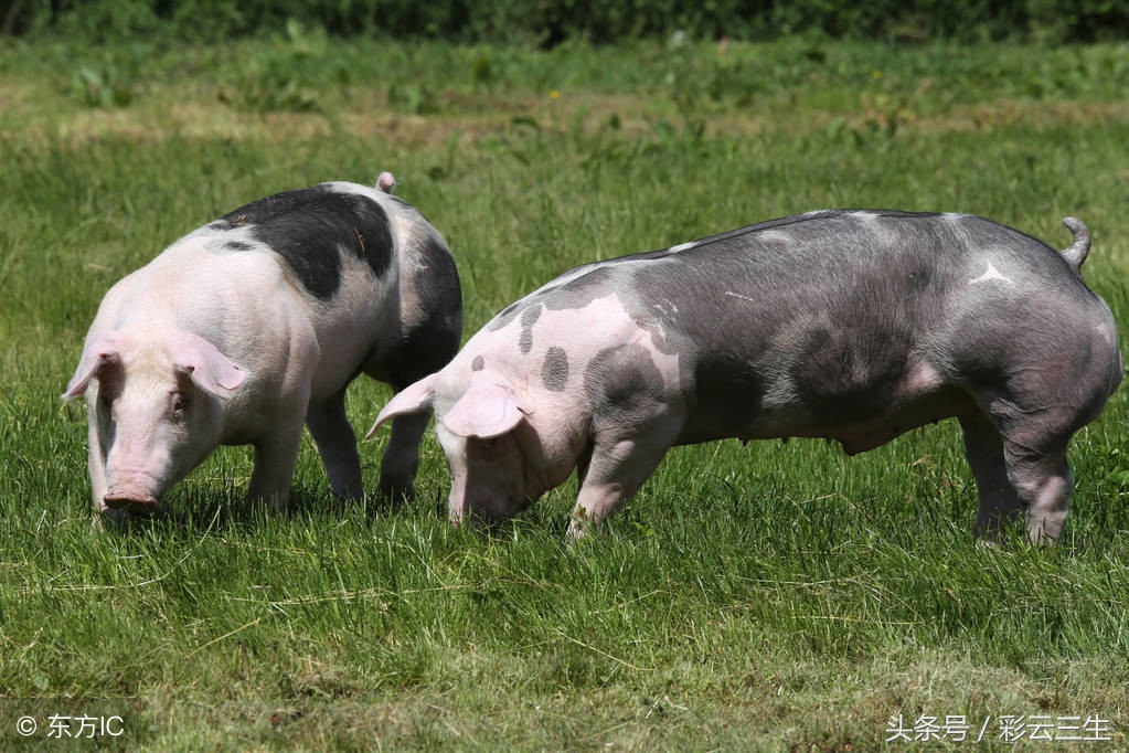 白杜洛克猪是怎样培育的,杜洛克猪养殖最佳办法