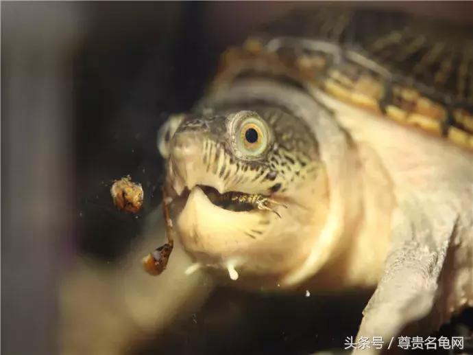 蛋龟之王果核,蛋龟之王价格