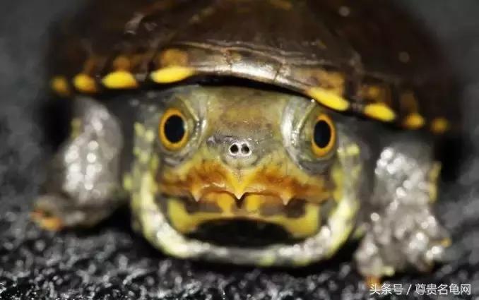 蛋龟之王果核,蛋龟之王价格