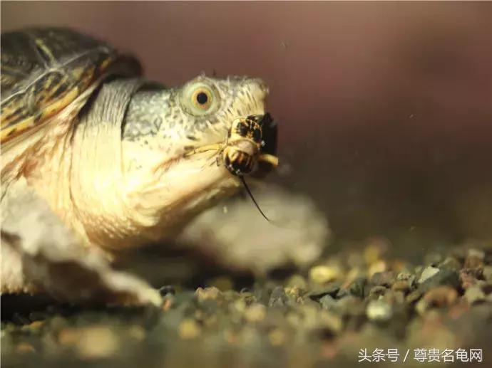 蛋龟之王果核,蛋龟之王价格