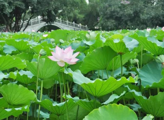 深圳20处好玩又免费的地方,深圳好玩的地方推荐100元以内