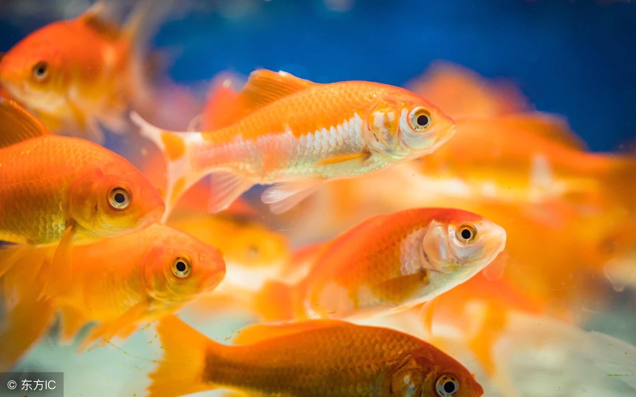 自己养的金鱼吊兰为啥总是死呢,为什么自己养金鱼水很浑