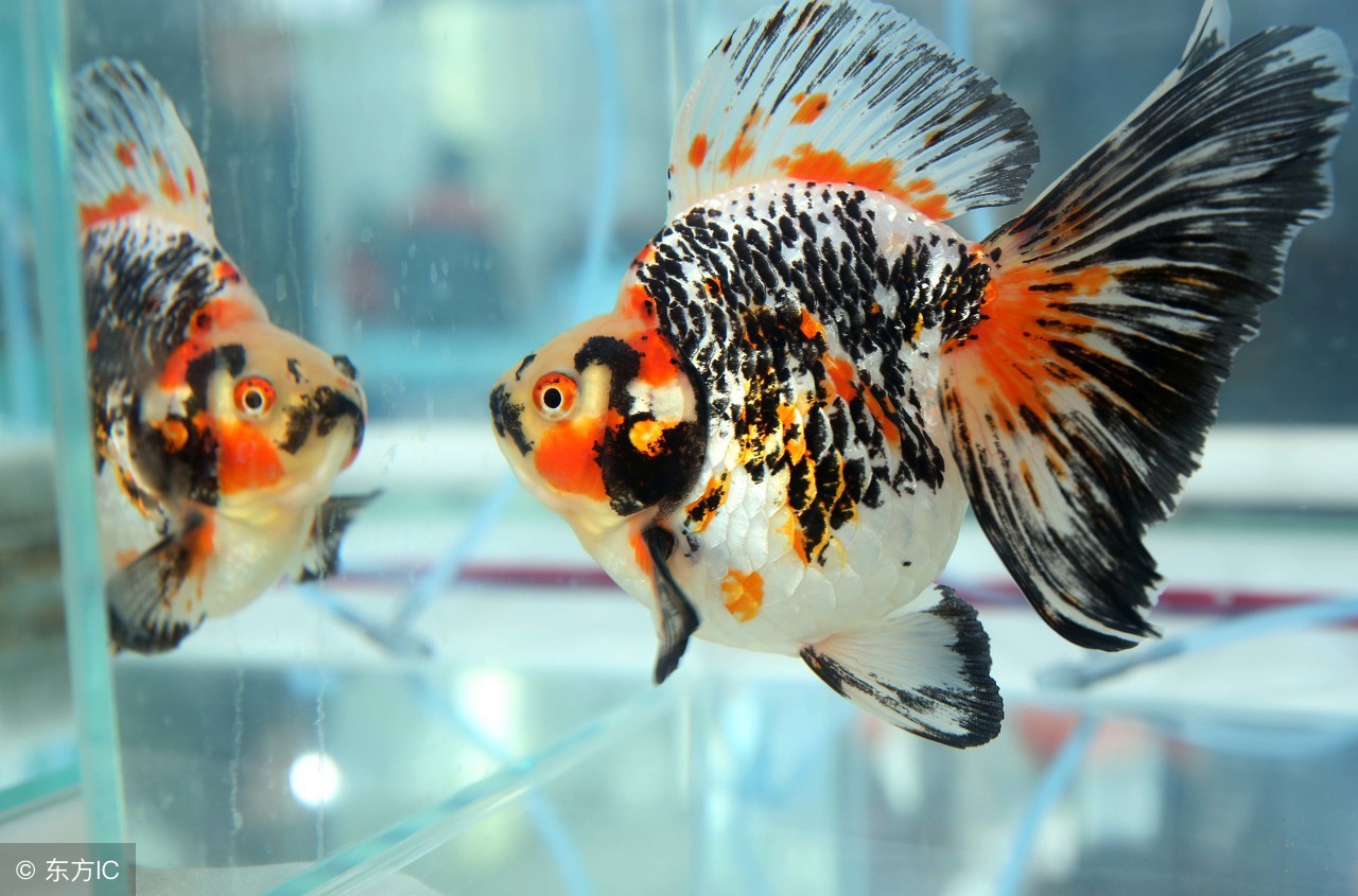 自己养的金鱼吊兰为啥总是死呢,为什么自己养金鱼水很浑