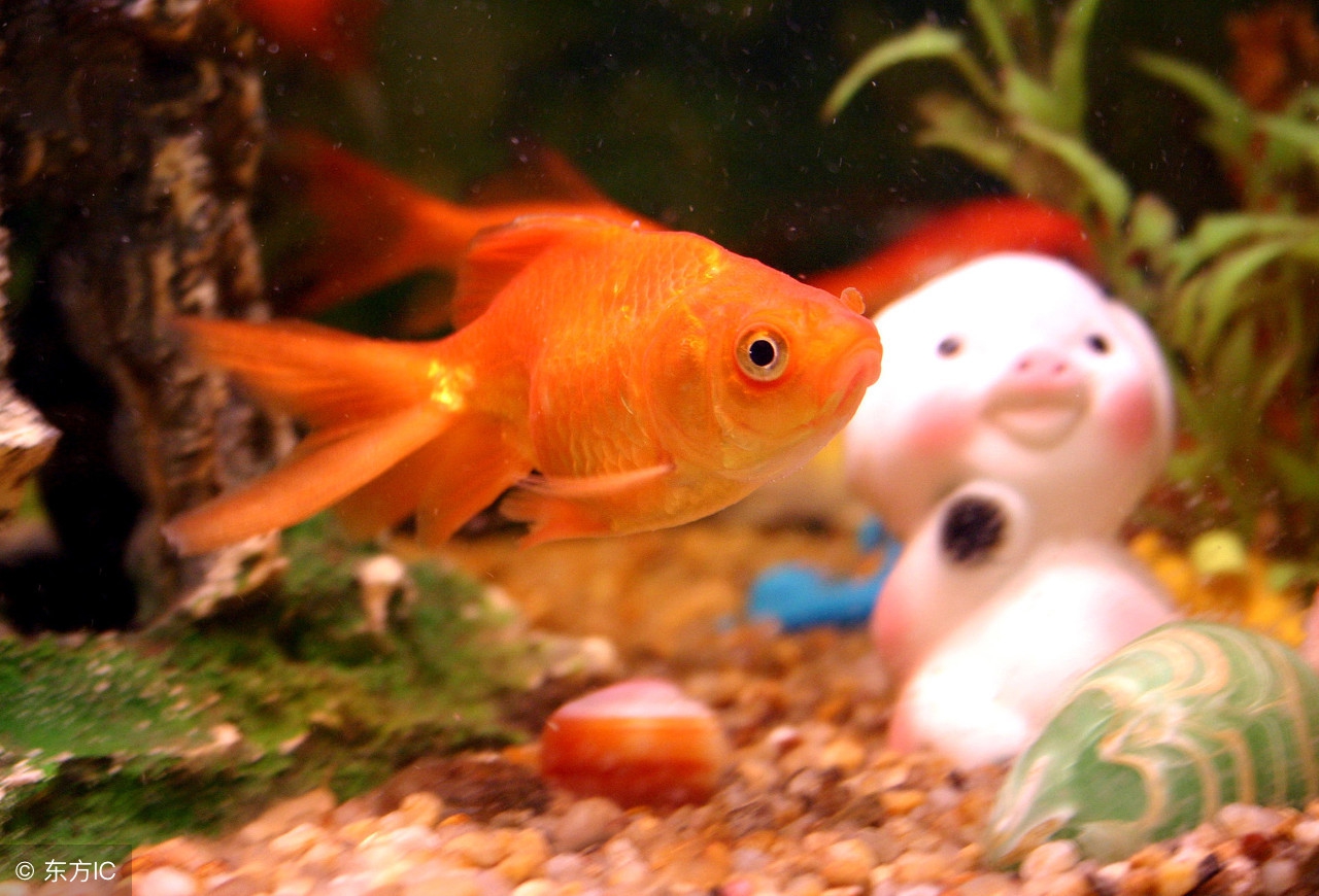 自己养的金鱼吊兰为啥总是死呢,为什么自己养金鱼水很浑