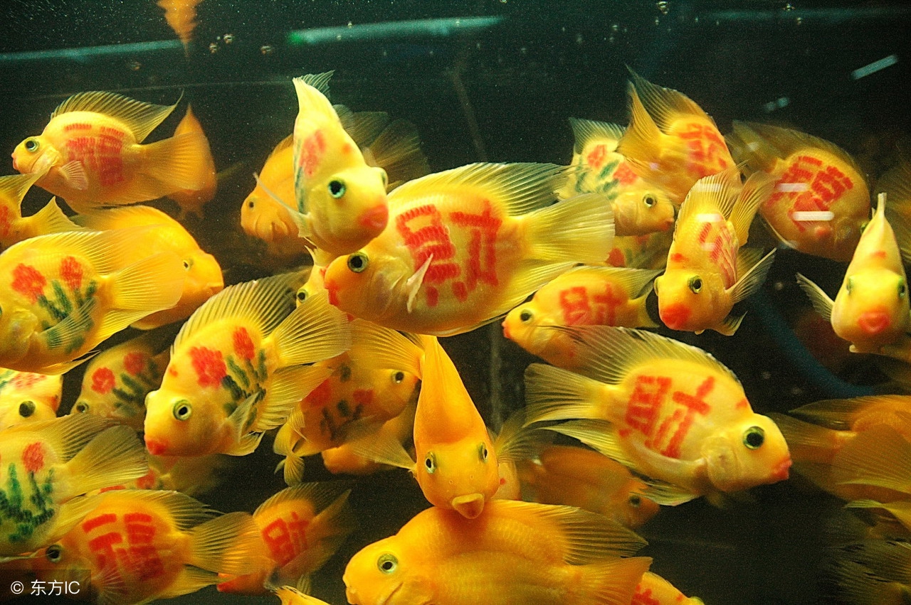 自己养的金鱼吊兰为啥总是死呢,为什么自己养金鱼水很浑