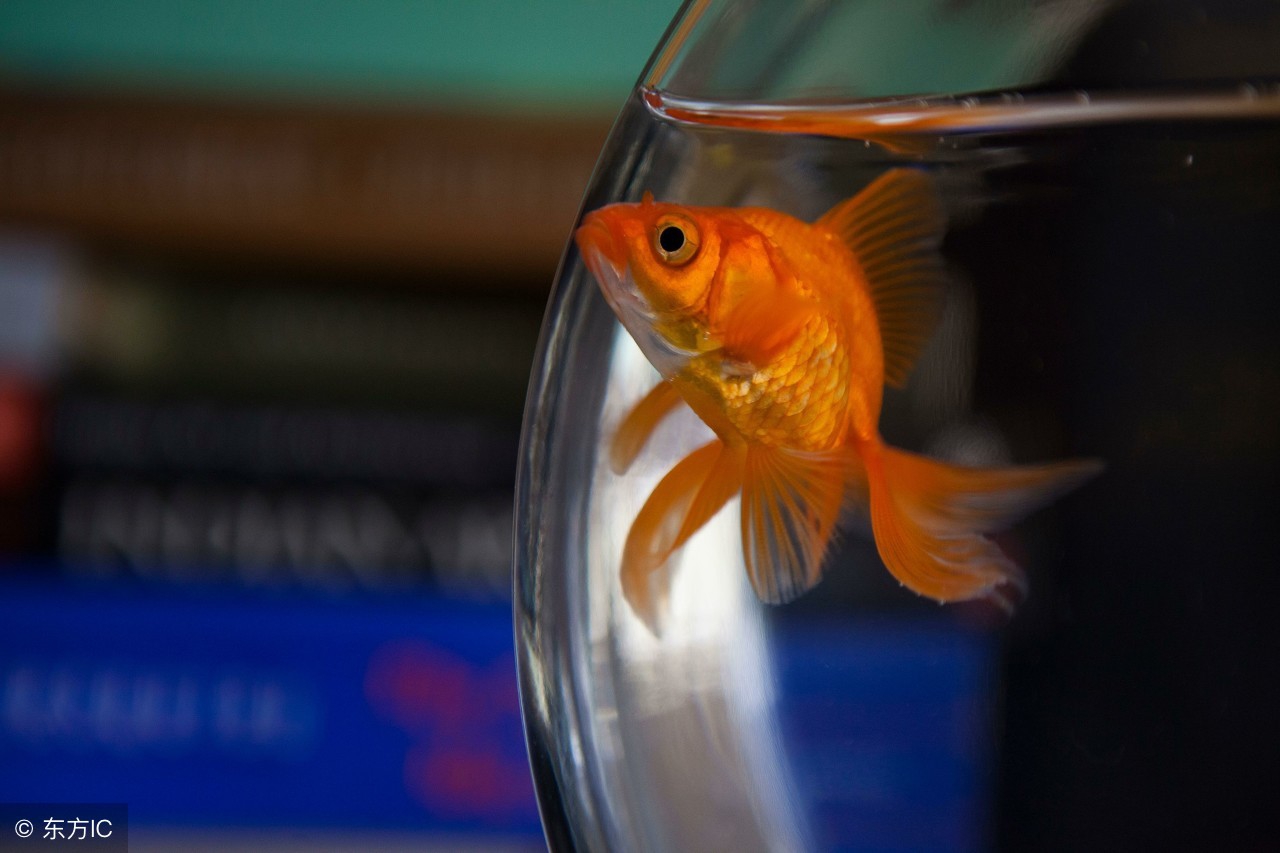 自己养的金鱼吊兰为啥总是死呢,为什么自己养金鱼水很浑