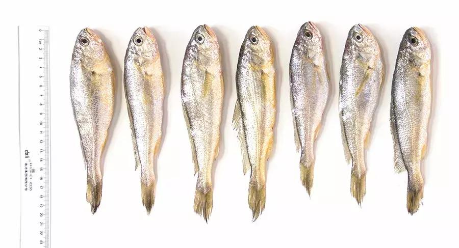 缃戜笂涔扮殑绮惧搧鐚倝,缃戜笂娣樺埌鐨勫ソ涓滆タ