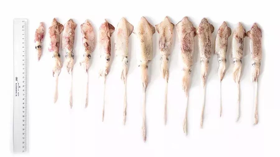 缃戜笂涔扮殑绮惧搧鐚倝,缃戜笂娣樺埌鐨勫ソ涓滆タ