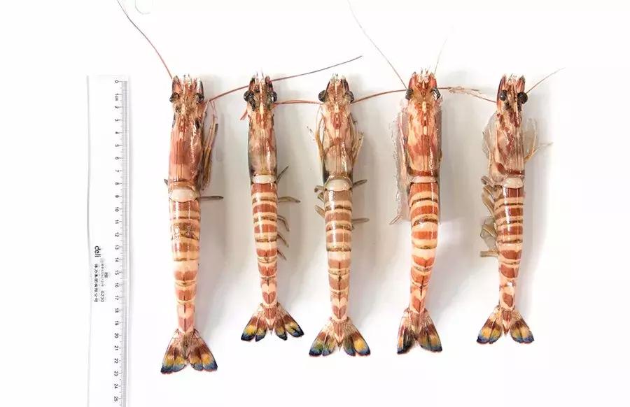 缃戜笂涔扮殑绮惧搧鐚倝,缃戜笂娣樺埌鐨勫ソ涓滆タ