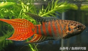 斗鱼花手巾教程,斗鱼花手巾怎么分公母