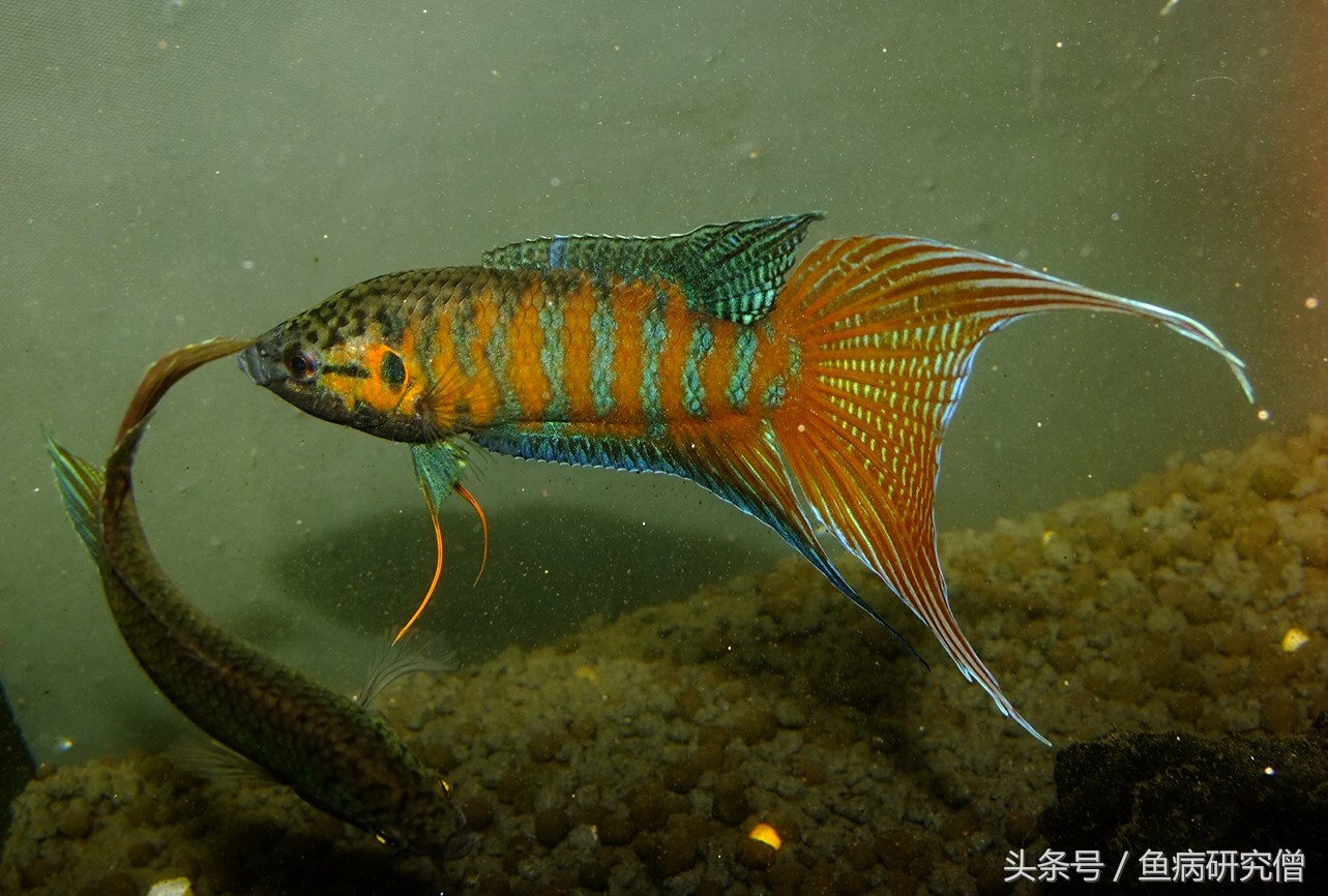 斗鱼花手巾教程,斗鱼花手巾怎么分公母