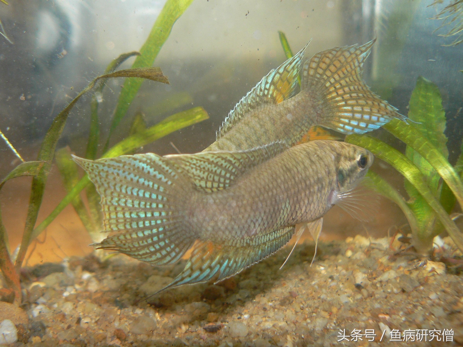 斗鱼花手巾教程,斗鱼花手巾怎么分公母