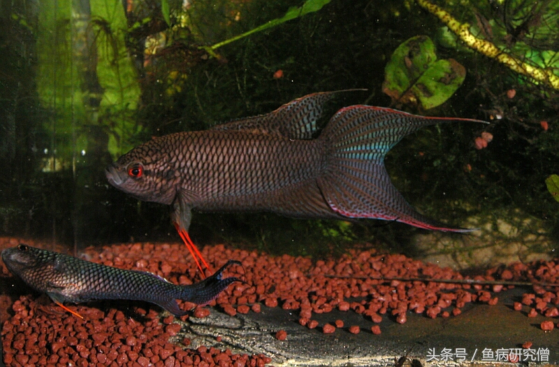 斗鱼花手巾教程,斗鱼花手巾怎么分公母