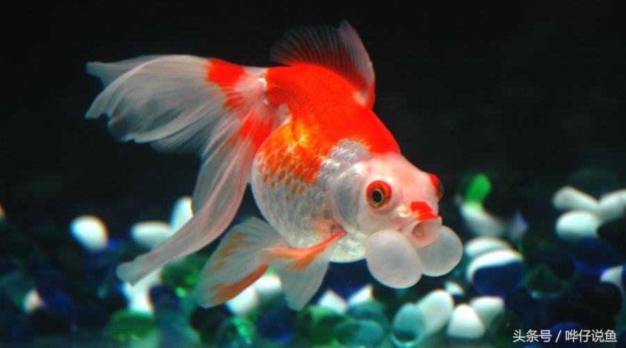 家里的金鱼怎么让它长快点,怎么让家里养小金鱼的鱼产卵