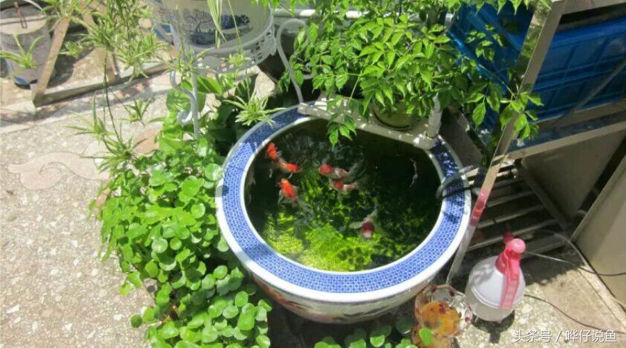 家里的金鱼怎么让它长快点,怎么让家里养小金鱼的鱼产卵