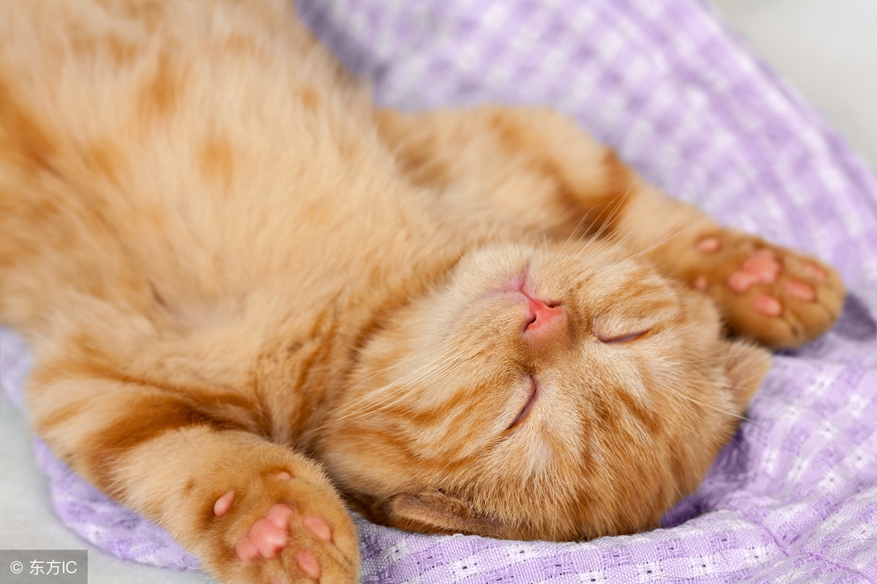 我家猫咪总睡在我身上怎么办,我家猫咪每天下午叫是怎么回事呢