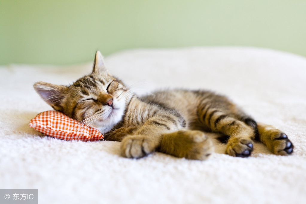 我家猫咪总睡在我身上怎么办,我家猫咪每天下午叫是怎么回事呢