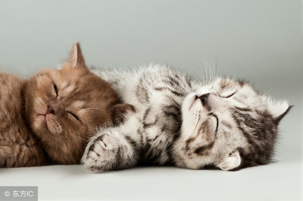 我家猫咪总睡在我身上怎么办,我家猫咪每天下午叫是怎么回事呢