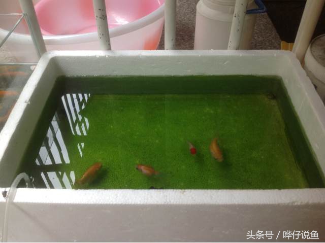 家里的金鱼怎么让它长快点,怎么让家里养小金鱼的鱼产卵