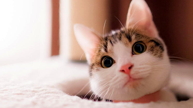 养猫家里不能有哪些东西 (家里养猫的应该知道哪些小技巧)